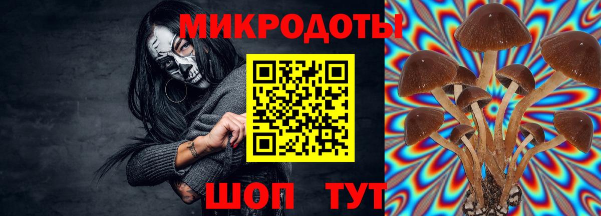 Псилоцибиновые грибы Psilocybe Георгиевск